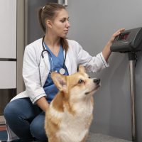 veterinarian-taking-care-pet-dog